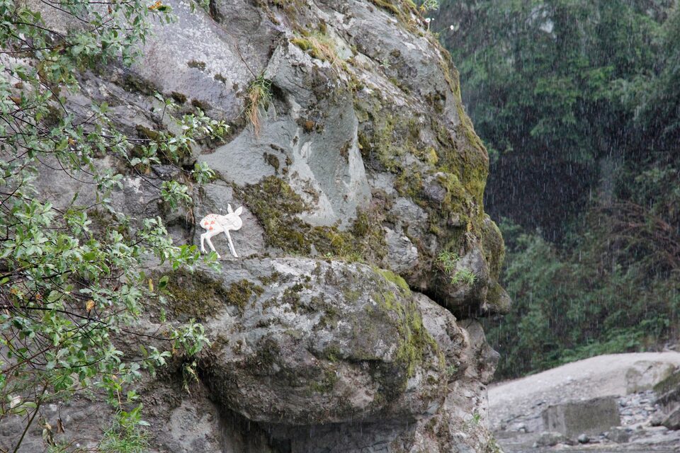 Bambi No.1, New Zealand