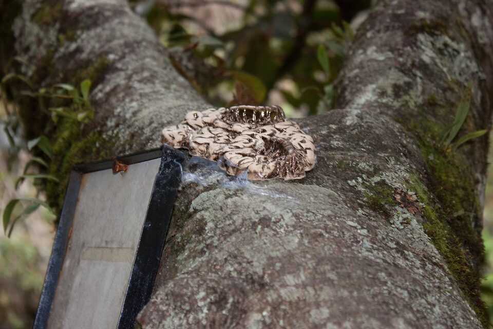 Brainbugs No.7, Cascadas Periquera, Colombia, picture by Dayerlis Romero