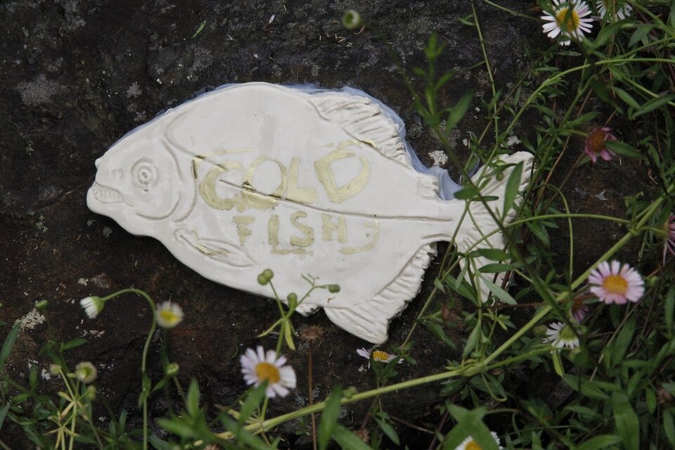 Goldfish No.2, Matema, New Zealand