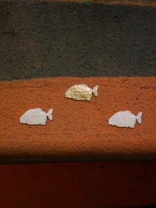 Goldfish