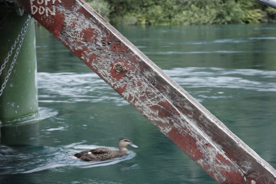 Im a virus No.9, Reeds Farm, New Zealand