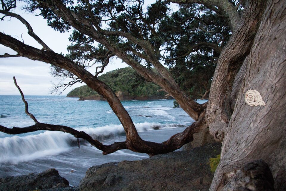 Virus No.3, Goat Island, New Zealand