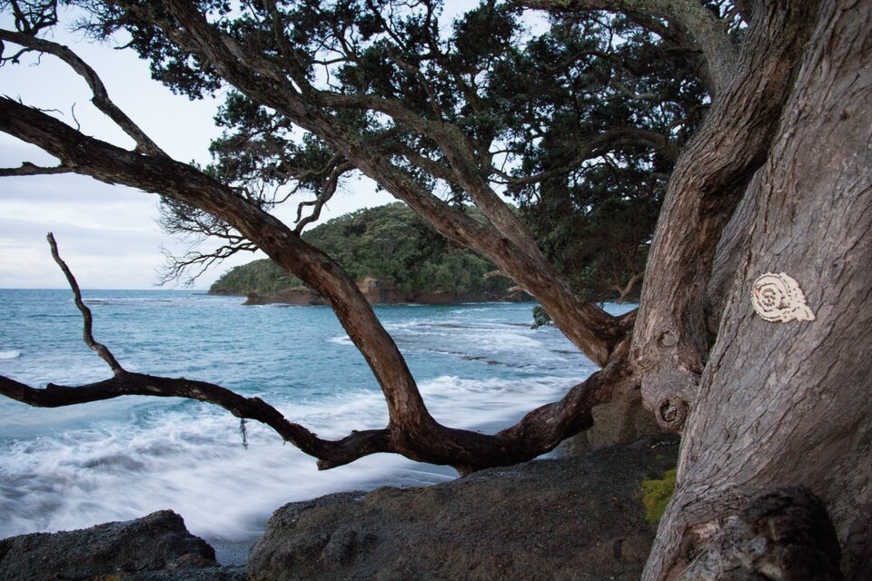 Virus No.3, Goat Island, New Zealand