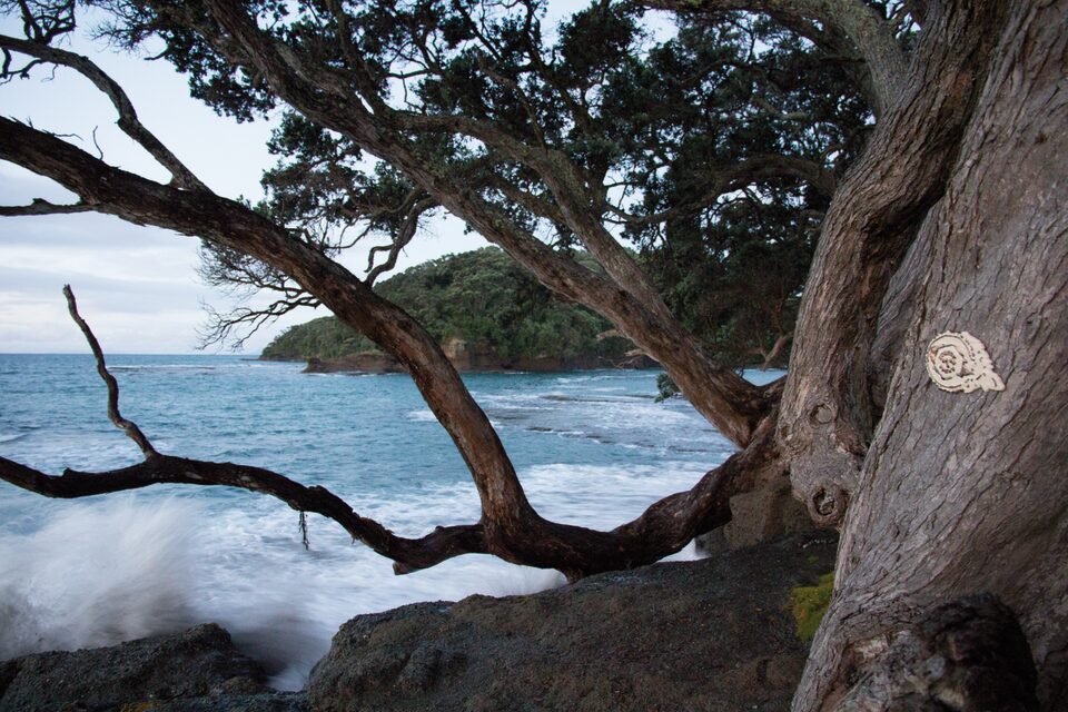 Virus No.3, Goat Island, New Zealand